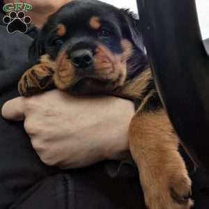 a Rottweiler puppy named Chunks