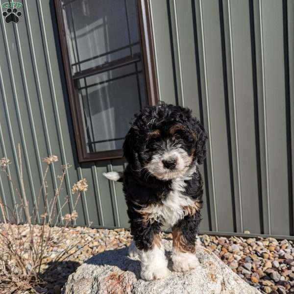 Joy, Bernedoodle Puppy