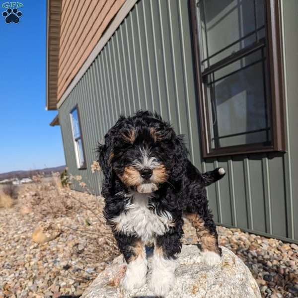 Dolly, Bernedoodle Puppy