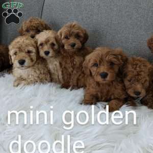 Lucy, Mini Goldendoodle Puppy