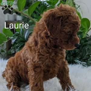 Laurie, Mini Goldendoodle Puppy