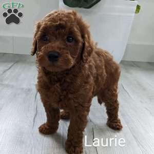 Laurie, Mini Goldendoodle Puppy