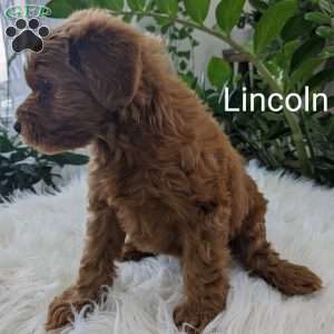 Lincoln, Mini Goldendoodle Puppy