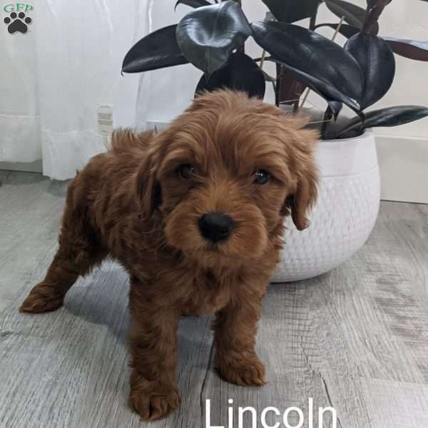 Lincoln, Mini Goldendoodle Puppy