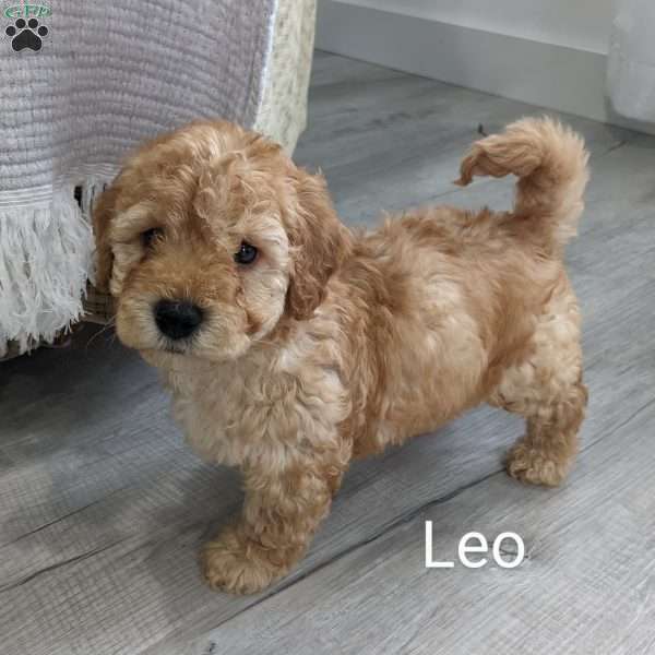 Leo, Mini Goldendoodle Puppy