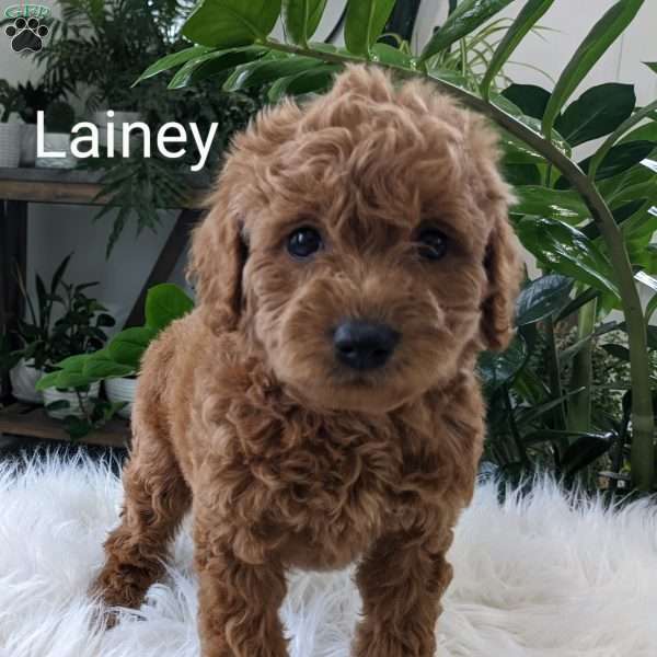 Lainey, Mini Goldendoodle Puppy