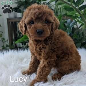 Lucy, Mini Goldendoodle Puppy