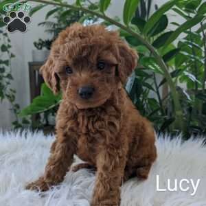 Lucy, Mini Goldendoodle Puppy