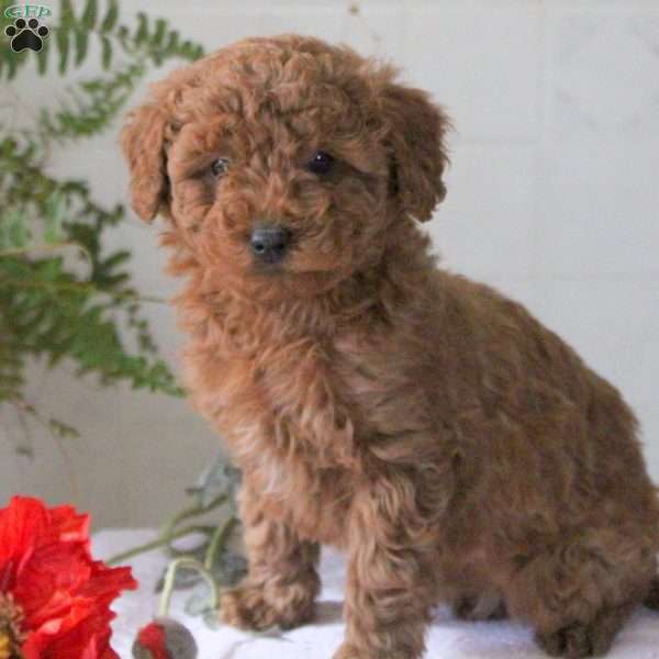 Pablo, Miniature Poodle Puppy
