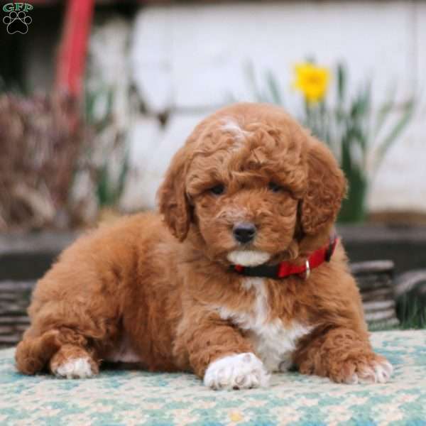 Pansy, Mini Goldendoodle Puppy
