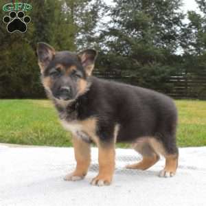 Parker, German Shepherd Puppy