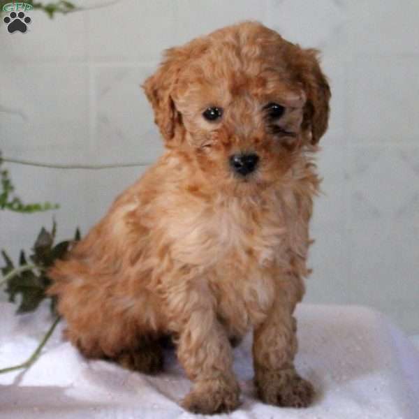 Pedro, Miniature Poodle Puppy