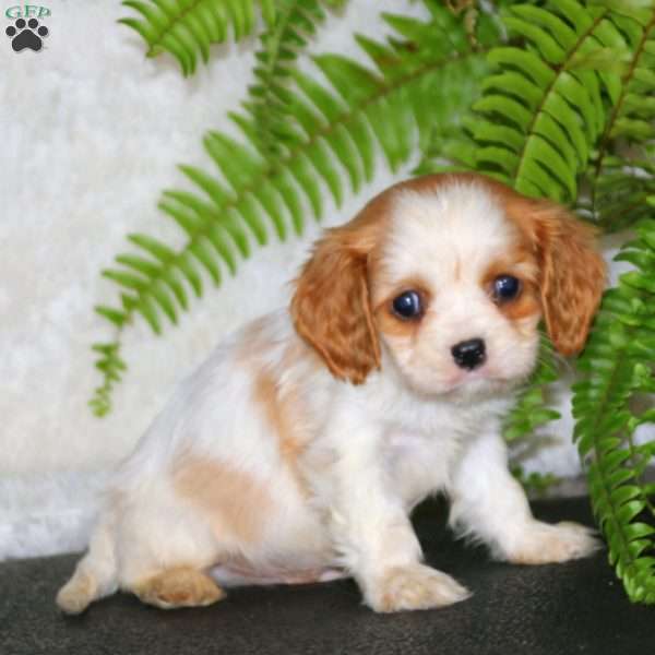 Pedro, Cavalier King Charles Spaniel Puppy