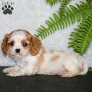 Pedro, Cavalier King Charles Spaniel Puppy