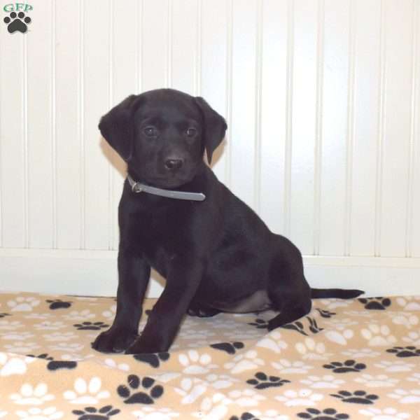 Penelope, Black Labrador Retriever Puppy