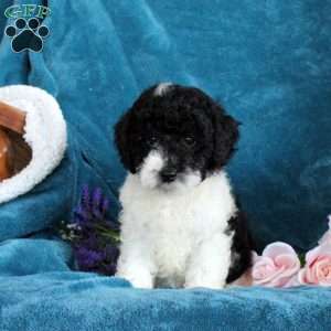 Penelope, Miniature Poodle Puppy
