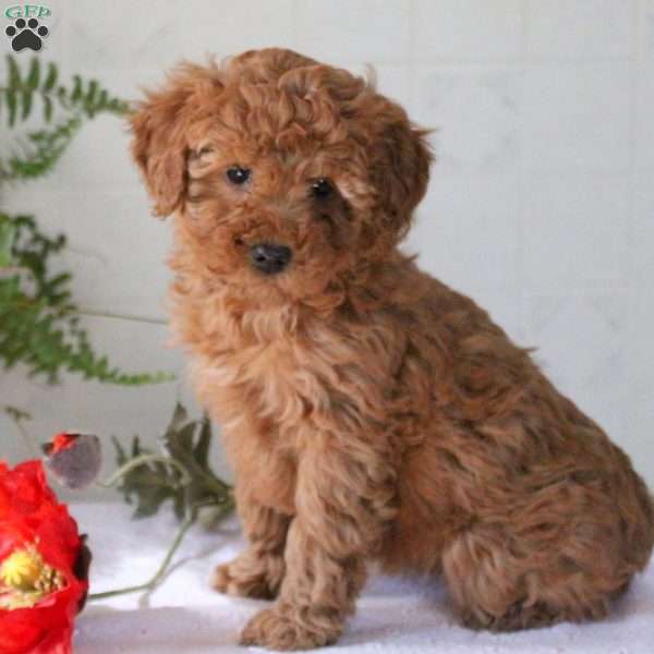 Penny, Miniature Poodle Puppy