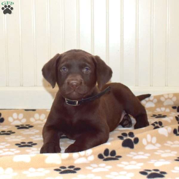 Penny, Chocolate Labrador Retriever Puppy
