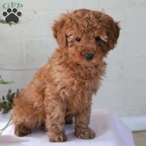 Penny, Miniature Poodle Puppy