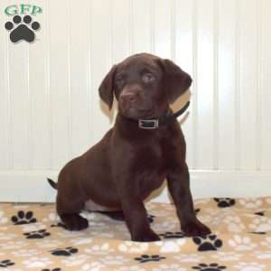 Penny, Chocolate Labrador Retriever Puppy
