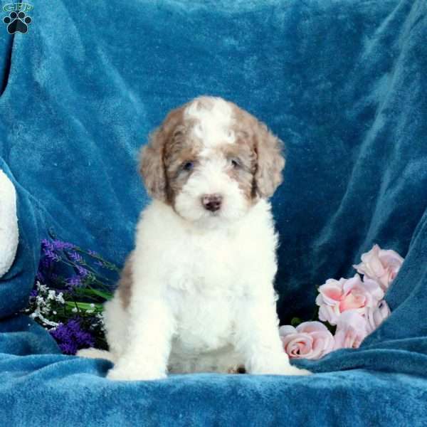 Percy, Miniature Poodle Puppy