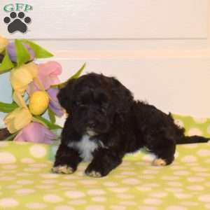 Peter, Portuguese Water Dog Puppy