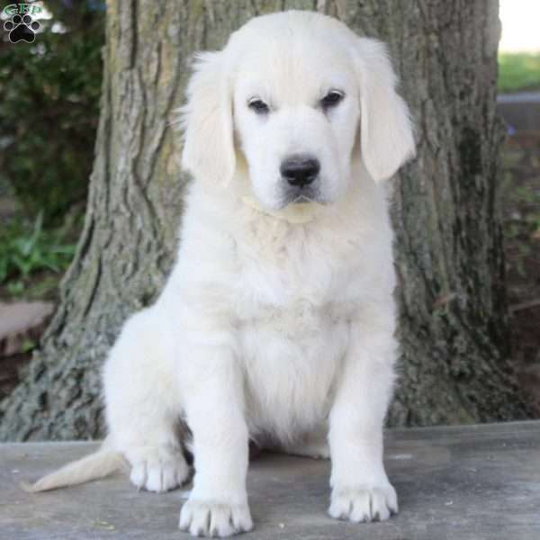 Petunia, English Cream Golden Retriever Puppy