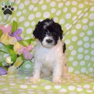 Phoebe, Portuguese Water Dog Puppy