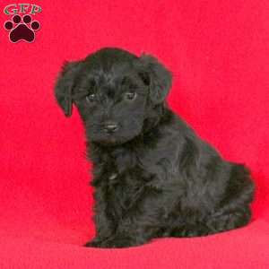 Pike, Morkie-Poo Puppy