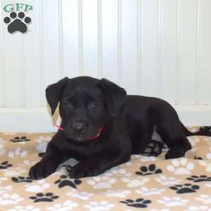 Piper, Black Labrador Retriever Puppy