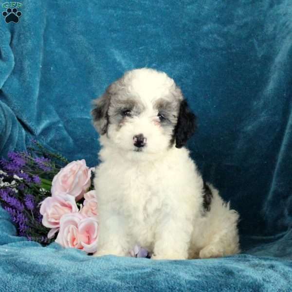 Piper, Miniature Poodle Puppy