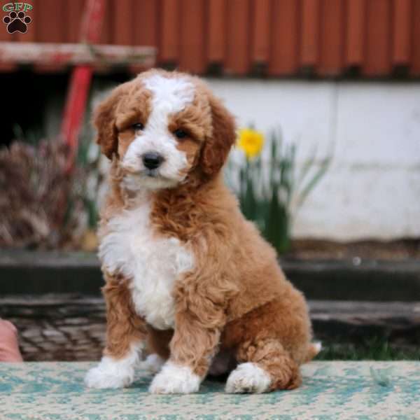 Piper, Mini Goldendoodle Puppy