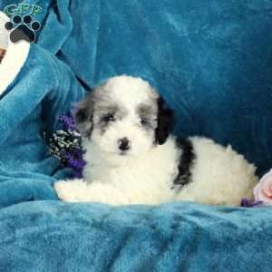 Piper, Miniature Poodle Puppy