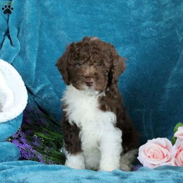 Pippin, Miniature Poodle Puppy