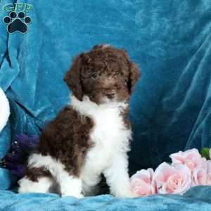 Pippin, Miniature Poodle Puppy