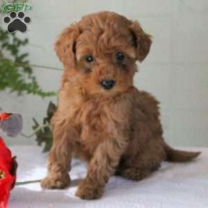 Pixie, Miniature Poodle Puppy