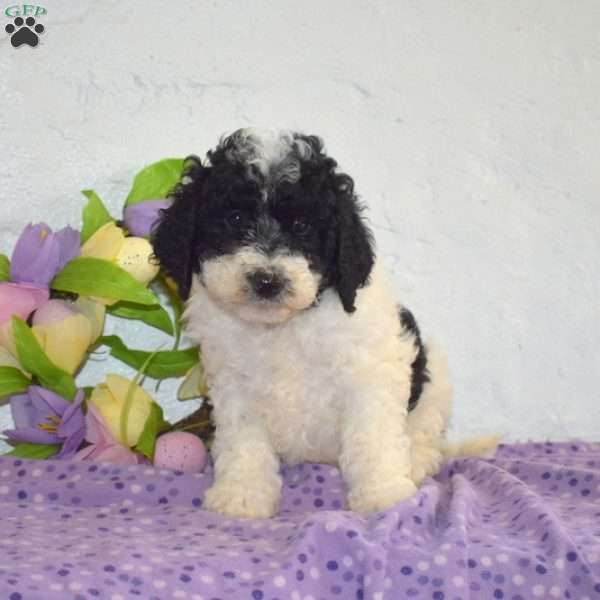 Polly – F1B, Mini Bernedoodle Puppy