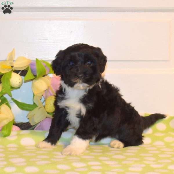 Polly, Portuguese Water Dog Puppy