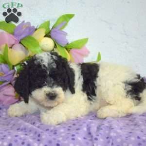 Polly – F1B, Mini Bernedoodle Puppy