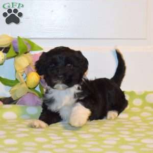 Polly, Portuguese Water Dog Puppy