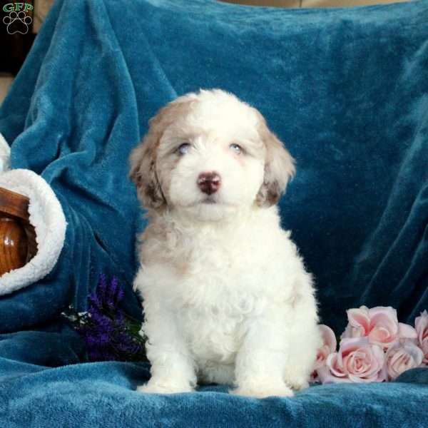 Polly, Miniature Poodle Puppy