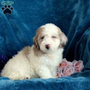 Polly, Miniature Poodle Puppy