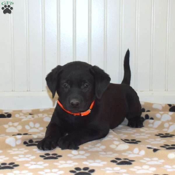 Pongo, Black Labrador Retriever Puppy