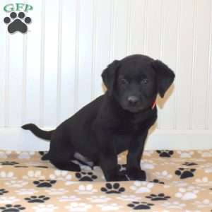 Pongo, Black Labrador Retriever Puppy