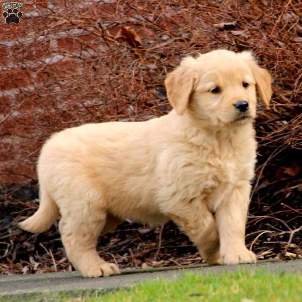 Posey, Golden Retriever Puppy