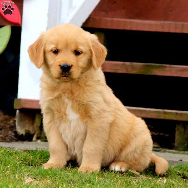 Precious, Golden Retriever Puppy