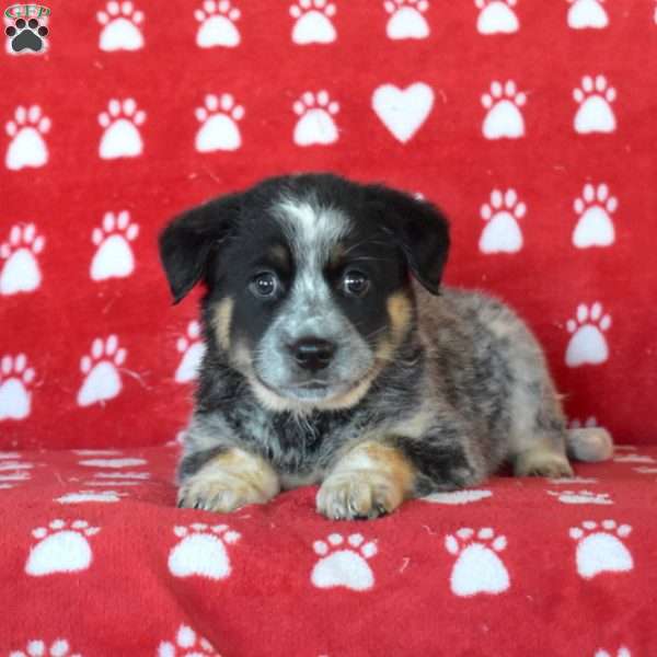 Prince, Blue Heeler Mix Puppy