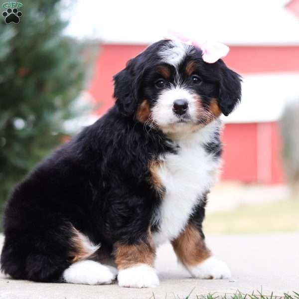 Princess, Mini Bernedoodle Puppy