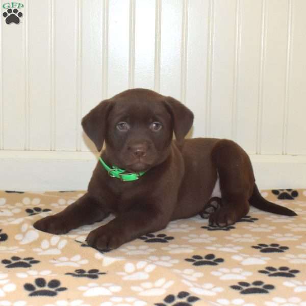 Princess, Chocolate Labrador Retriever Puppy