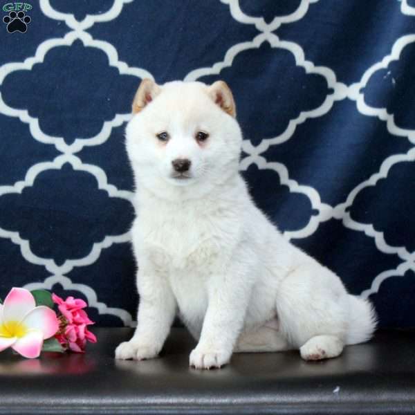Rachel, Shiba Inu Puppy